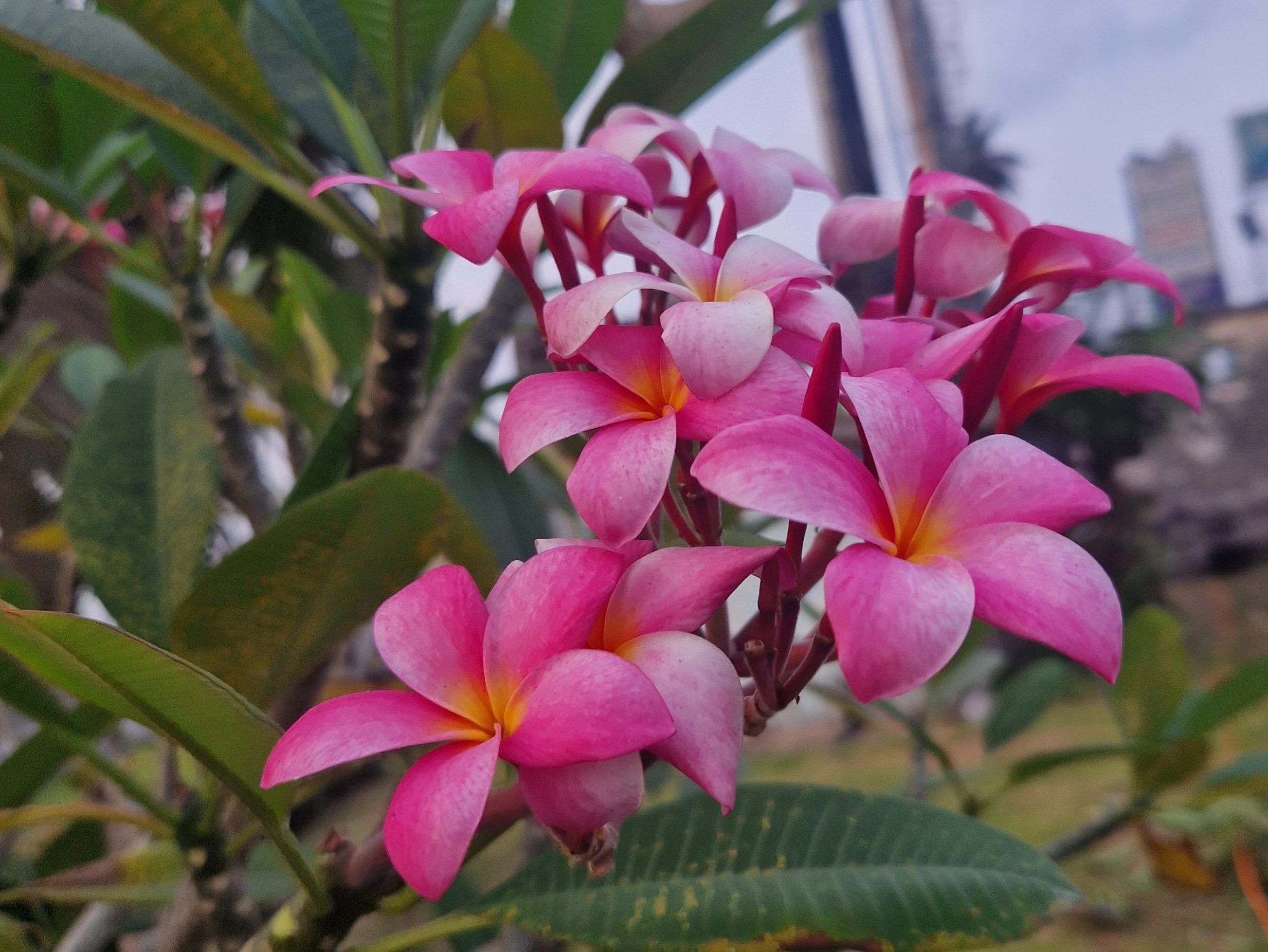 Flower