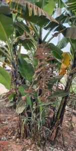 Banana plant