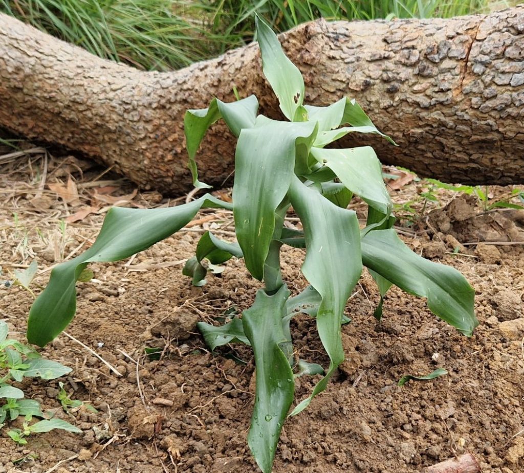 Fuekeng é- Peace plant