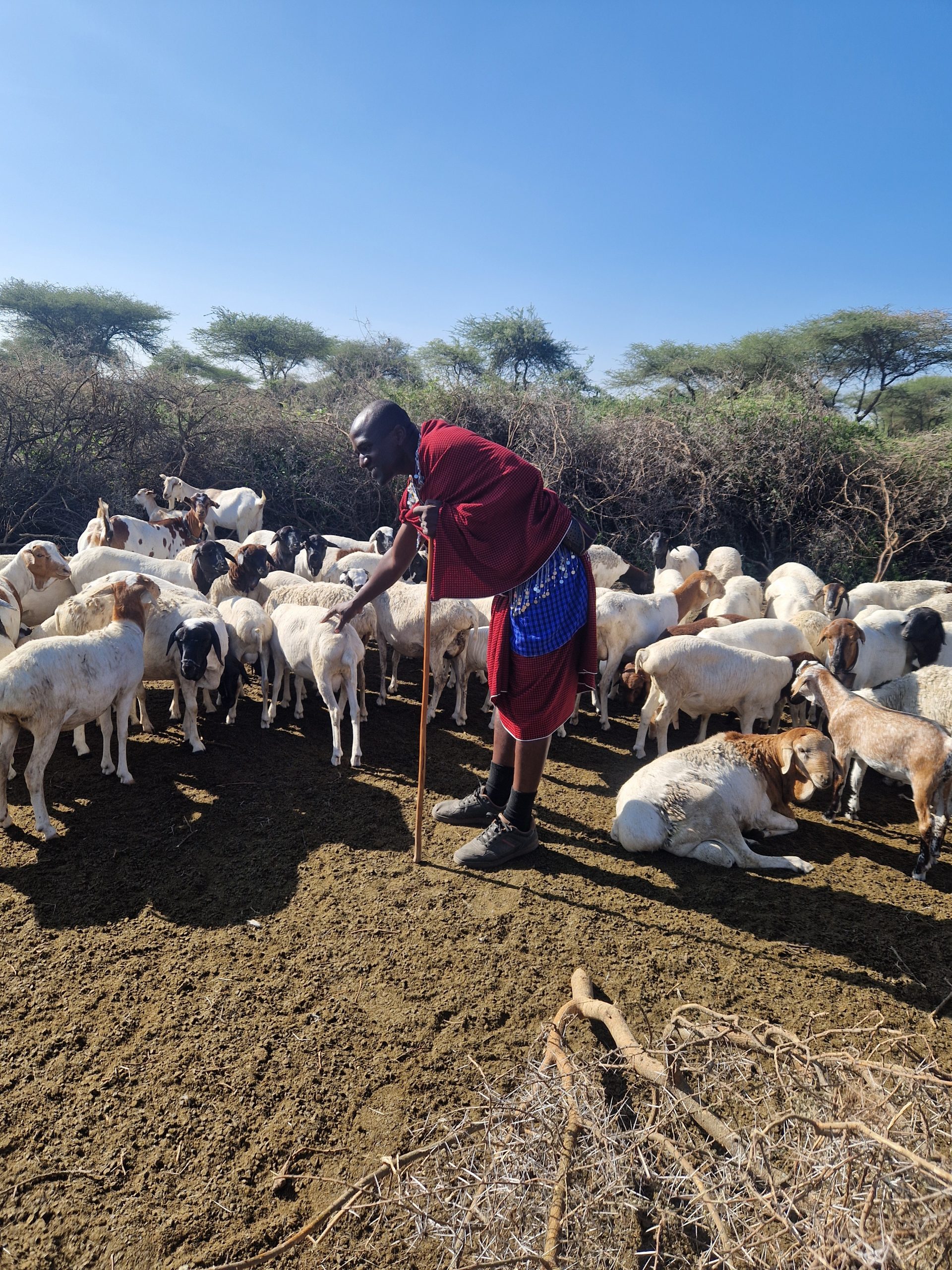 My Initiation Among the Maasai: The Art of Caring for the Animals That Care for Us 20250226 090252