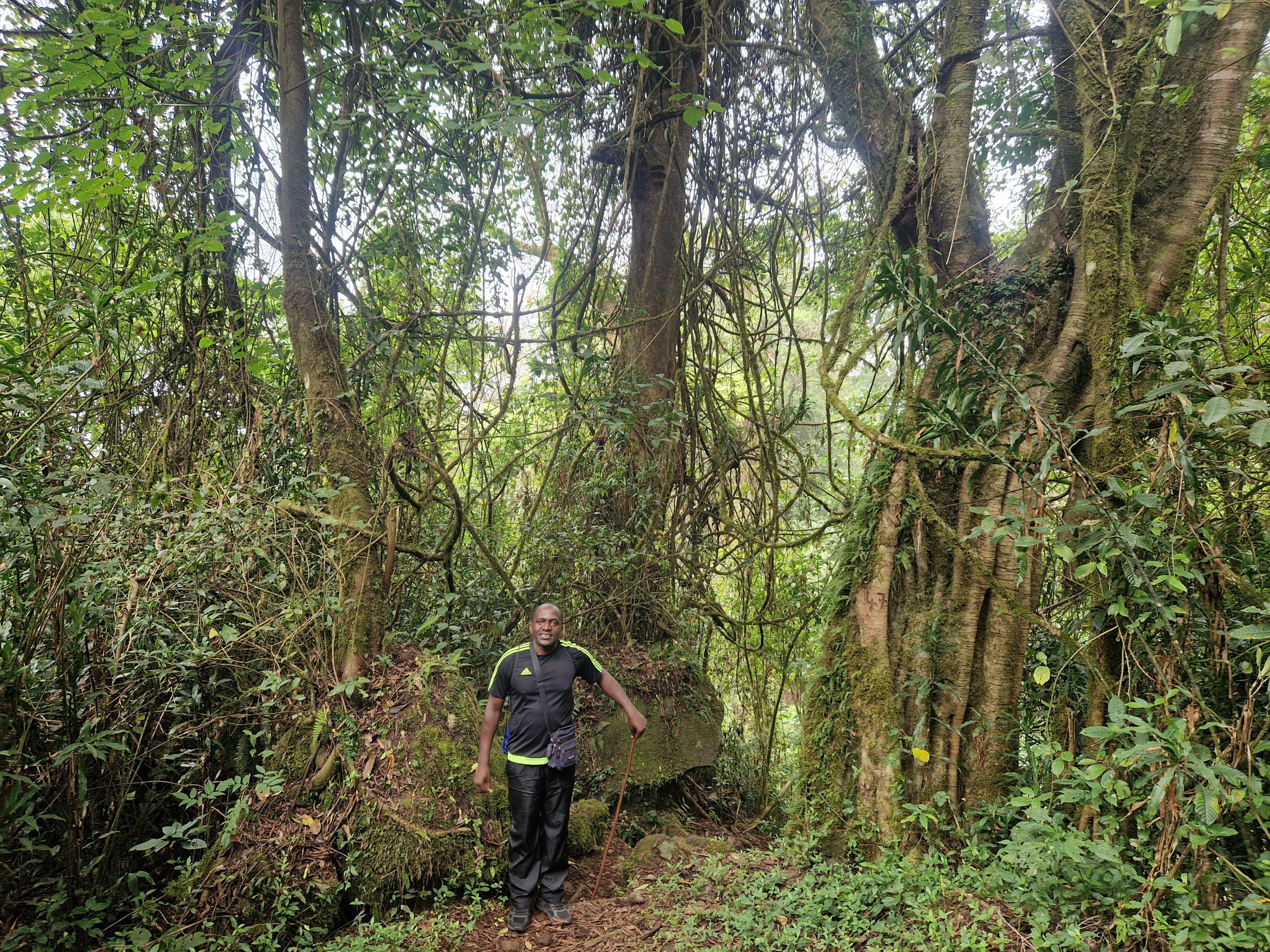 From the Highest Point of Central and West Africa: The Multiple Expressions of Life in the Vegetation 20250309 090720